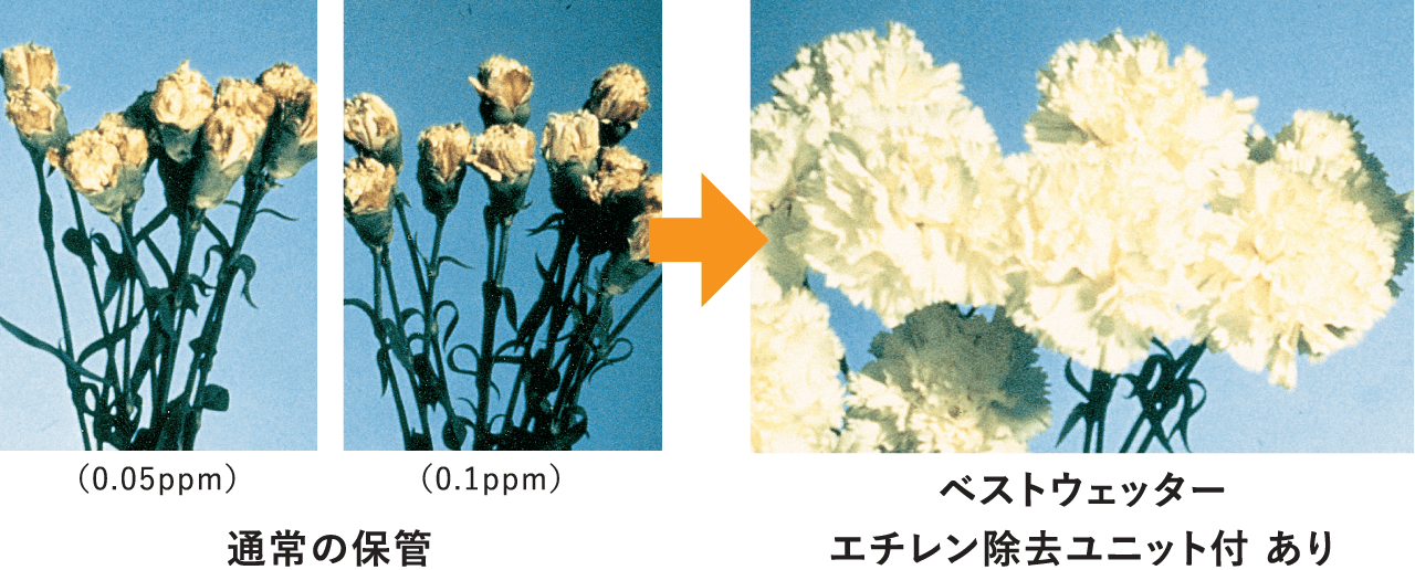 通常の保管 対 ベストウェッター エチレン除去ユニット付 ありのイメージ