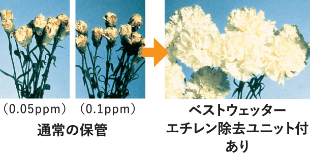 通常の保管 対 ベストウェッター エチレン除去ユニット付 ありのイメージ